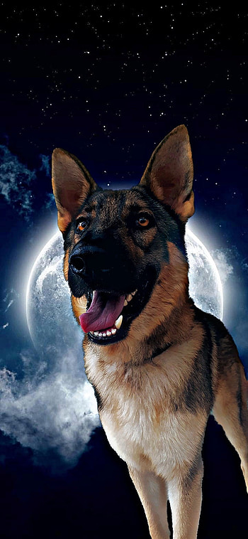 Lobo, animales, Shepherd, perro, PastorAleman, wolf, German, dog, luna HD phone wallpaper