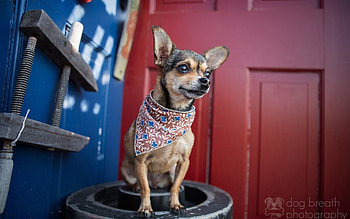 Animals, Dog, Small, Handkerchief, Kerchief, Petite, Chihuahua HD wallpaper