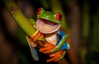 Mesmerizing frog , Vibrant red-eyed frog, Decorative background, Frog lover HD wallpaper