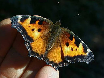 Fantastic Butterfly, animal, butterfly, color, insect HD wallpaper