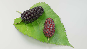 Disco mulberry model, 3D food, Vibrant colors, Unique texture HD wallpaper