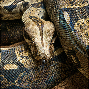 Boa Constrictor, Boa constrictor HD phone wallpaper