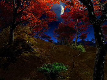 Night in the garden, night, darkness, planet, moon, garden, evening, tree HD wallpaper