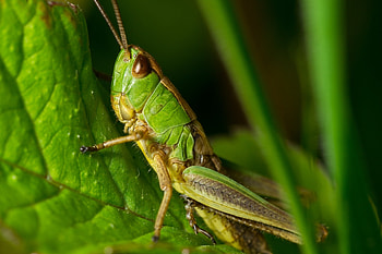 Green grasshopper, Arthropod bug, Nature's beauty, Close-up shot HD wallpaper