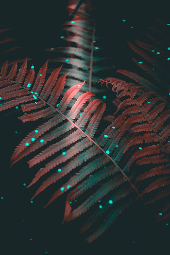 Leaves, Macro, Shine, Light, Fern, Carved HD phone wallpaper