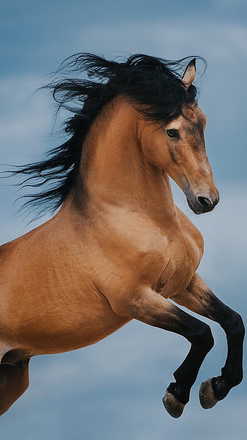 Brown Jumping Horse, brown, jumping, horse HD phone wallpaper