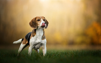 Beagle, graphy perfection, Cute tongue-out moment, Dogs in nature HD wallpaper