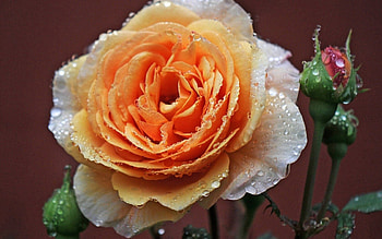 Drops, Macro, Rose Flower, Rose, Buds, Dew HD wallpaper