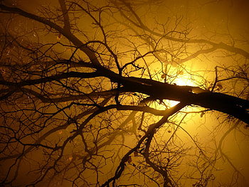 Plants, Nature, Trees, Sun HD wallpaper