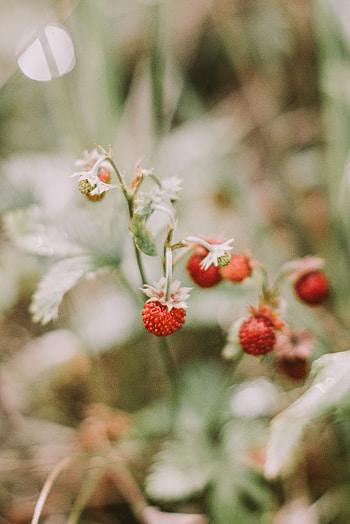 Strawberry, Berries, Macro, Ripe, Wild Strawberries HD phone wallpaper