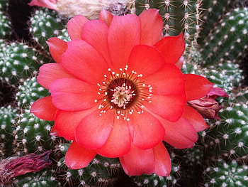 BEAUTIFUL CACTUS FLOWER, FLOWER, BEAUTIFUL, CACTUS, RED HD wallpaper