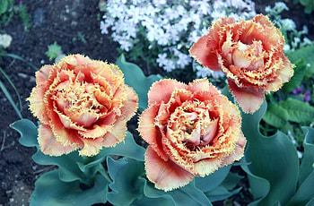 Flowers, Tulips, Flower Bed, Flowerbed, Disbanded, Loose, Terry HD wallpaper