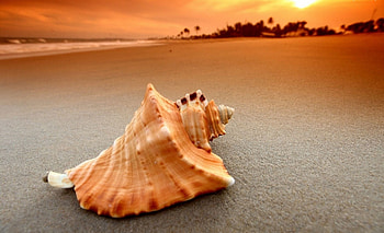 Shell, beautiful, nature, beaches HD wallpaper