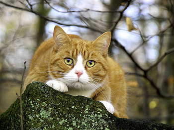 Magnetic eyes, animal, kitten, cute, cat, feline HD wallpaper