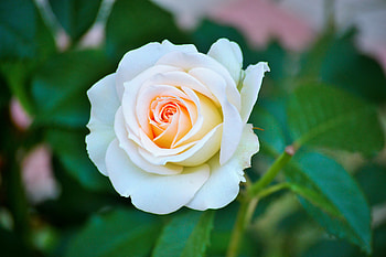 Rose, macro, petals, flower HD wallpaper