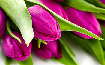 Tulip elegance, Beautiful and vibrant, Striking and colorful, Breathtaking HD wallpaper