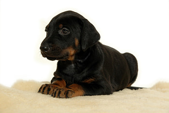 puppy resting, dog, cute, puppy, pet HD wallpaper