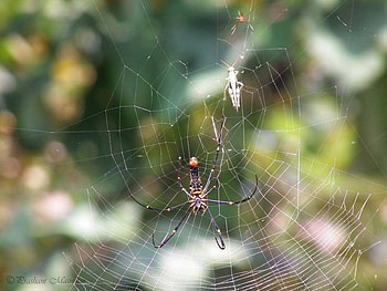 The Spider and the Web, other, people, entertainment HD wallpaper