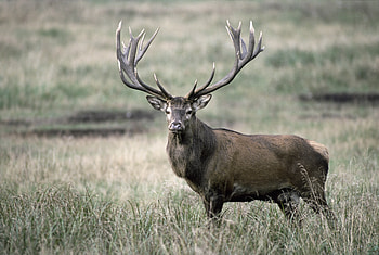 Animals, Grass, Deer, Horns HD wallpaper