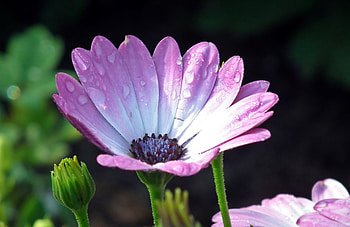 Daisy, close up, bloom, drops HD wallpaper