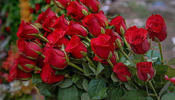 Bouquet, Lots of roses, Roses, Flowers, Drops HD wallpaper