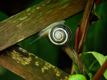 Macro, Wood, Wooden, Crawl, Snail, Planks, Board, Dampness HD wallpaper
