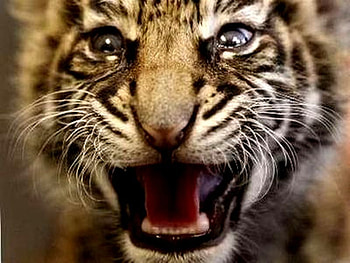 TIGER HII.., animal, hi, face, cat, hello, wild, lovely HD wallpaper