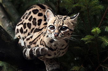 Ocelot beauty, Striking appearance, Intense gaze, Wilderness elegance HD wallpaper