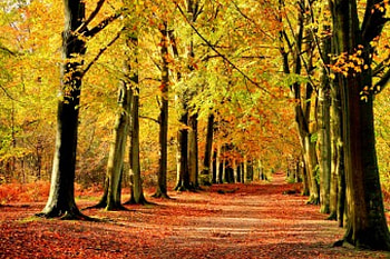 AUTUMN PATHWAY, falls, path, beautiful falls, enchanting nature, colors of nature, landscape, seasons, leaves, branches, autumn, nature, splendor, forest, foliage HD wallpaper