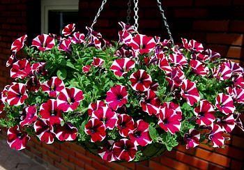 petunias, nature, flowers, red HD wallpaper