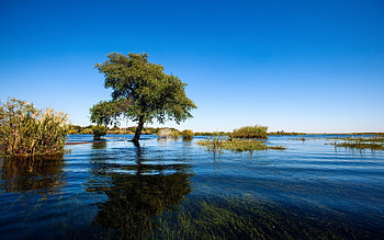 Lovely Morning, sky, nature, lake, tree HD wallpaper