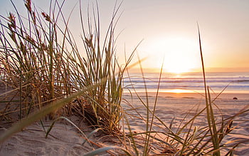Peaceful beach scene with sand dunes and grass at sunset, reflective sea in background. HD wallpaper