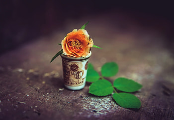 Flower in a cup, Flower in, , cup, a HD wallpaper