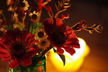 Flowers and light, nature, flowers HD wallpaper