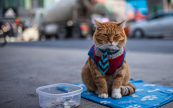 Animals, Cat, Redhead, Clothing, Beggar HD wallpaper
