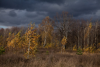 Nature, Trees, Autumn, Clouds HD wallpaper