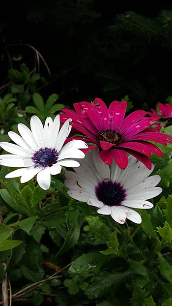 red, white, flower, earth, nature, daisy HD phone wallpaper