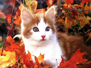 autumn kitty, kitty in autumn, leave HD wallpaper