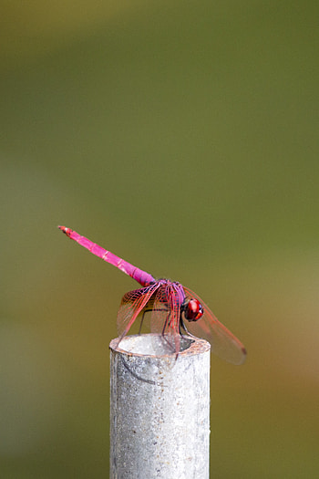 Violet dropwing, Dragonflies HD phone wallpaper