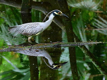 Louisiana travels, Swamp bird, Lake Martin, Food search HD wallpaper
