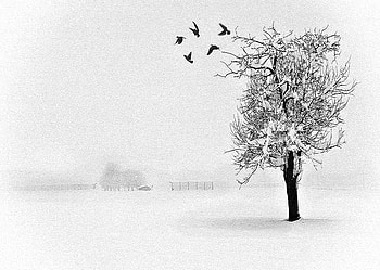 ALONE AGAIN, white, birds, snow, cold, tree HD wallpaper
