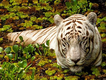 Rare beauty, white, leaves, tiger, resting, hunter, cat HD wallpaper