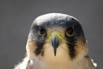 Animals, Bird, Beak, Head, Peregrine Falcon HD wallpaper