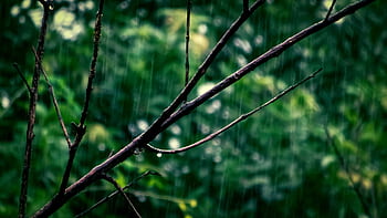 Capture of rainy day with droplets on a branch amidst greenery. HD wallpaper