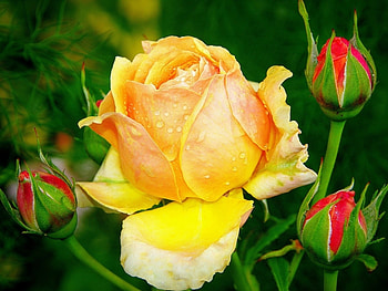 Plants, Flowers, Roses HD wallpaper