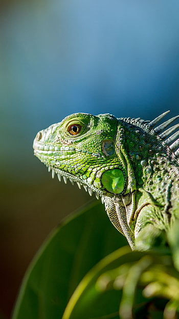 Iguana, Green animals, , Page 7 HD phone wallpaper
