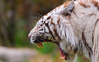 Animals, Aggression, Grin, Predator, Big Cat, Tiger, Profile, Anger HD wallpaper