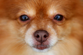 Dog, sweet, animal, dogs, cute, beautiful, puppys, puppy, pretty, animals, lovely HD wallpaper