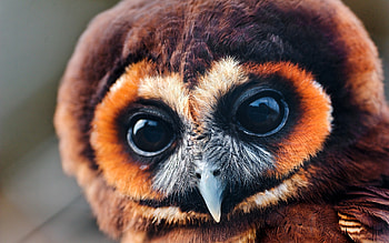 Owl, Animals, Bird, Muzzle, Eyes HD wallpaper