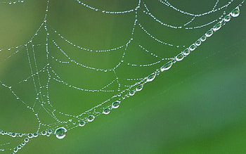 Web, Drops, Macro, Wet, Dew, Humid HD wallpaper